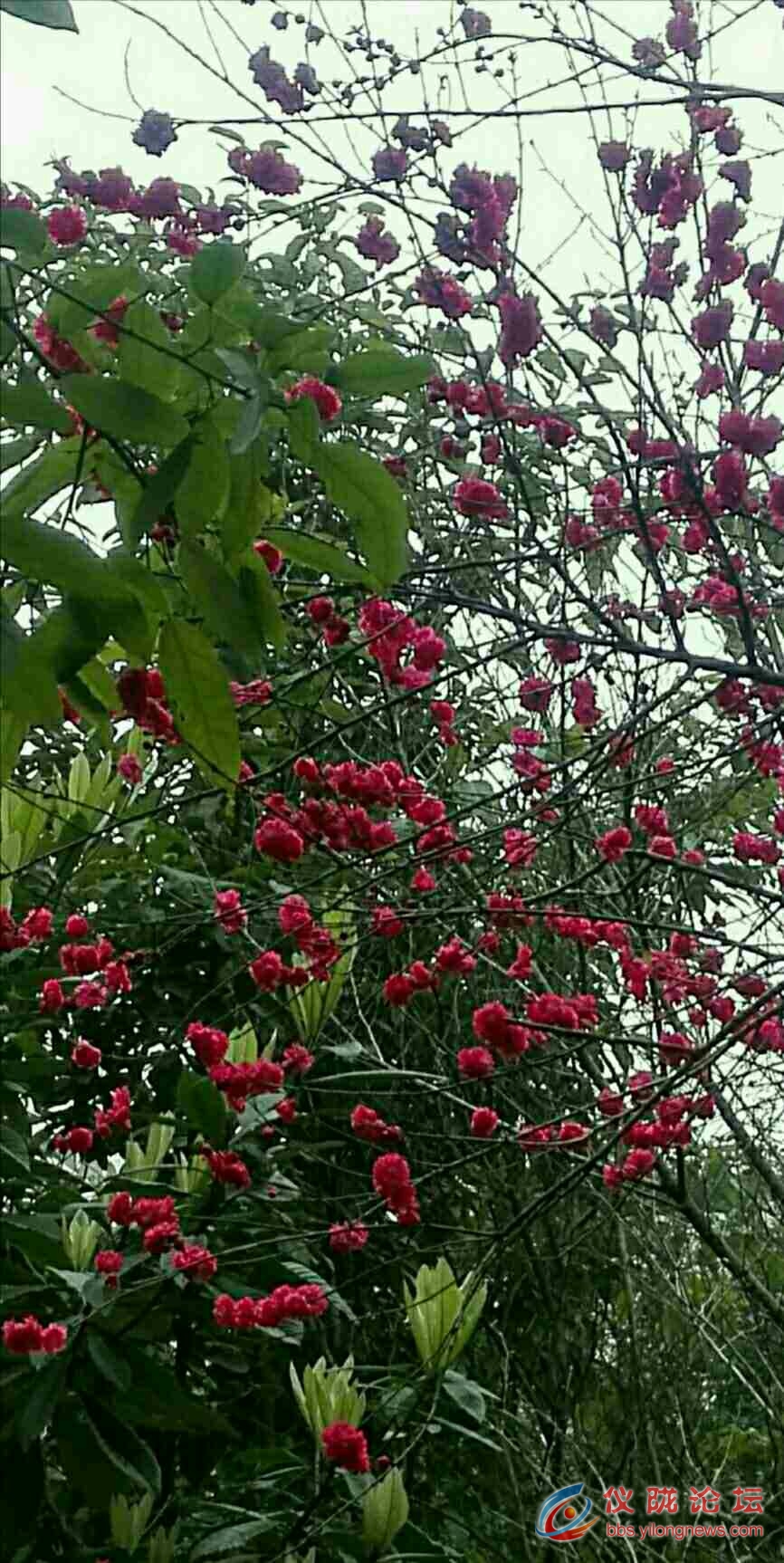 仪陇龙神垭桃花盛开