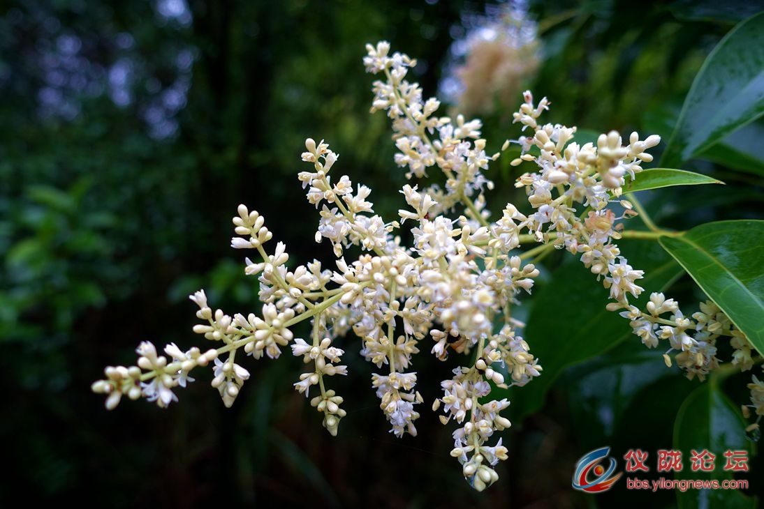 雨中白蜡花