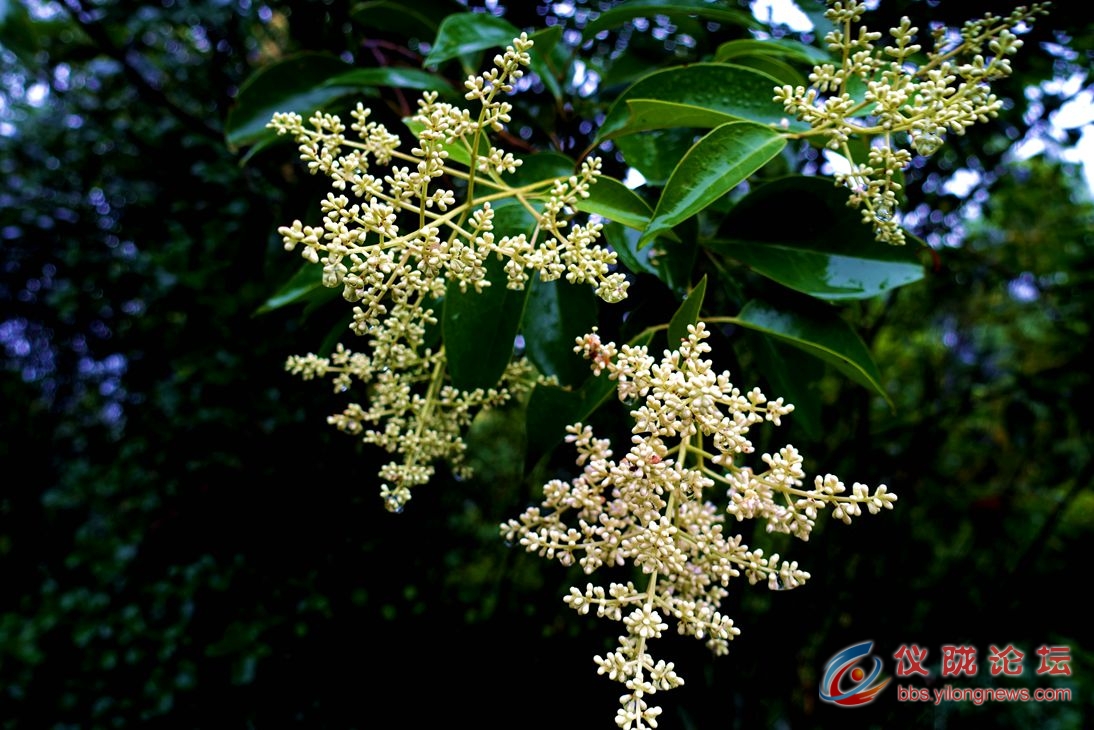 雨中白蜡花