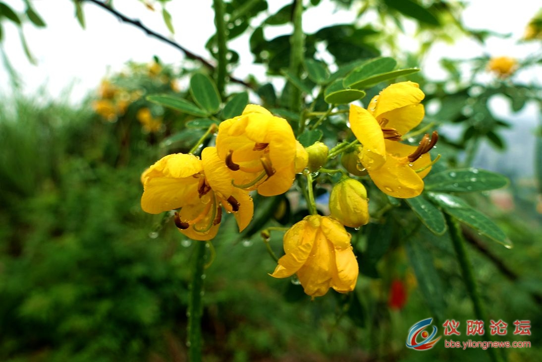 雨中白蜡花